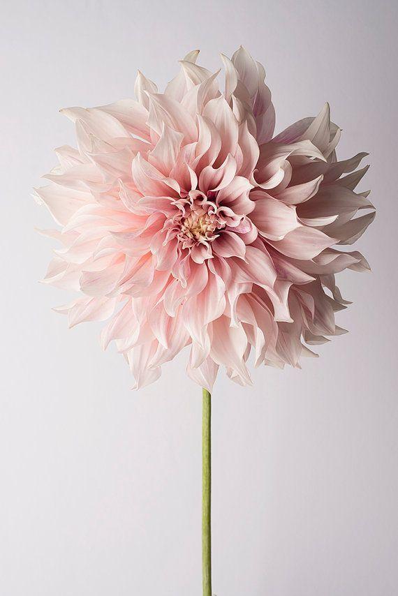 Celestial Charm Tender Petal Ensemble